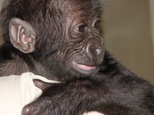 Baby Western Lowland Gorilla